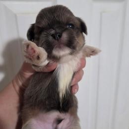 Duke - Blue male Shih Tzu puppy in Waynesboro, Pennsylvania from Big Win Shih Tzus