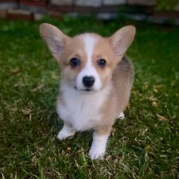 Paris - Sable female Pembroke Welsh Corgi puppy in Hueytown, Alabama from AAA Corgis