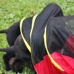 Afghan Hound Puppies from Ahava Afghan Hounds