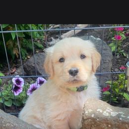 Filson - Golden male Golden Retriever puppy in Bunch, Oklahoma from Julie’s Jewels Puppies