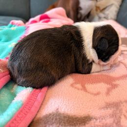 Hetty - Brindle and white female Boston Terrier puppy in Leonard, Kentucky from Bluegrass Boston Terriers