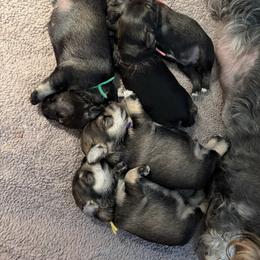 4 boys in this litter - all salt and pepper. - Salt and pepper male Miniature Schnauzer puppy in Harnett County, North Carolina from Mystique Miniature Schnauzers