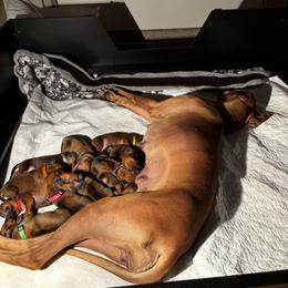 1 - Wheaten blk nose male Rhodesian Ridgeback puppy in Carver, Massachusetts from Adwera Rhodesian Ridgebacks