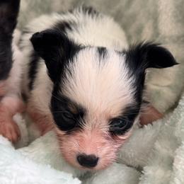 Sadie's Girl 3 - White black and tan female Papillon puppy in Shirley, Arkansas from Lucky Pups