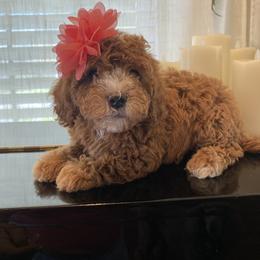 Cavapoo and Poodle Puppies from Sac-Town Poodles and Doodles