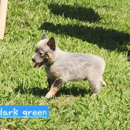 Dark green collar - Blue speckled male Australian Cattle Dog puppy in Smyrna, South Carolina from Wood Haven Farm of SC