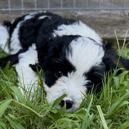 Bernedoodle Puppies from 4P’s Doodles