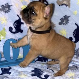 French Bulldogs from Fritz Kennel