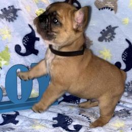 French Bulldogs from Fritz Kennel