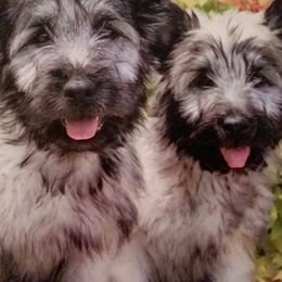 Skye Terriers from High Road Skye Terriers