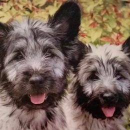 Skye Terriers from High Road Skye Terriers