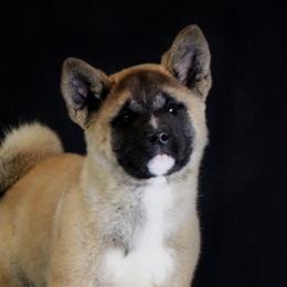 Akita Puppies from TLC Akitas