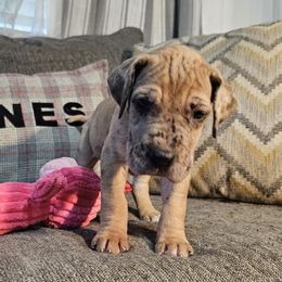 Yasmine - Merle female Great Dane puppy in Jerusalem, Arkansas from Mara Danes