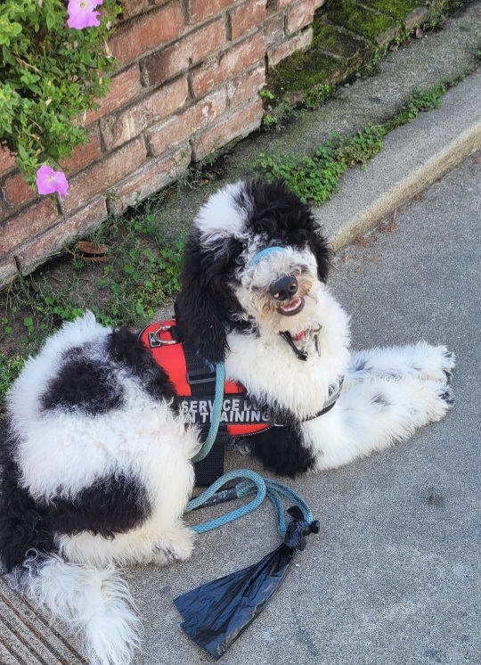 Murphy - Poodle