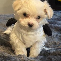 Baby - White male Maltese puppy in Houston, Texas from The Royal Furbabies