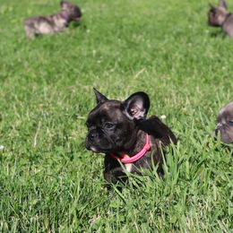 French Bulldogs from C.Lee Family Frenchies
