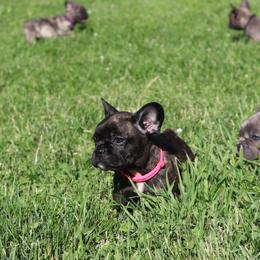 French Bulldogs from C.Lee Family Frenchies