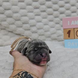Light pink - Gray female Cane Corso puppy in Fritch, Texas from Carrie Brown's Cane Corsos