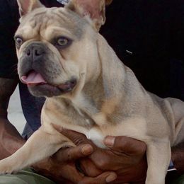 French Bulldogs from Goodbread Frenchies