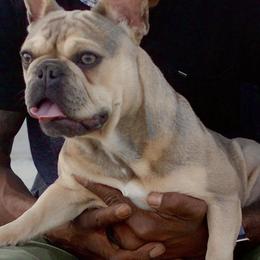 French Bulldogs from Goodbread Frenchies