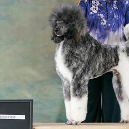 Kai - Poodle