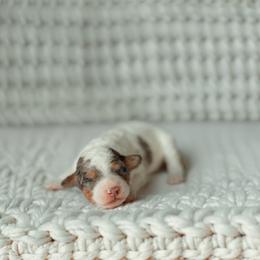 Rumor - Blue merle female Aussiedoodle puppy in Inman, South Carolina from Dark Corner Doodles
