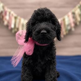 Fleur - Black female Goldendoodle puppy in Lisbon, Ohio from Willow Lane Doodles