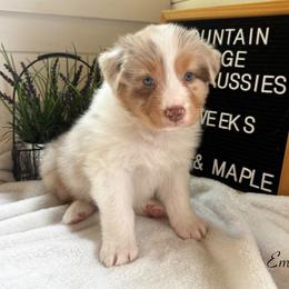 Ember - Red merle female Australian Shepherd puppy in Murrayville, Georgia from Mountain Ridge Aussies