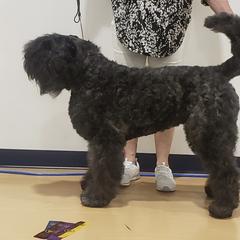 Bouvier des Flandres Puppies from Julie Smith