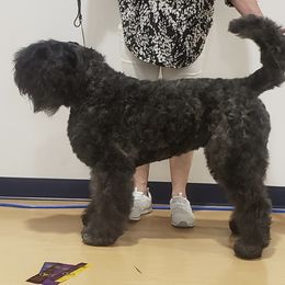 Bouvier des Flandres Puppies from Julie Smith
