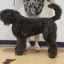 Bouvier des Flandres Puppies from Julie Smith