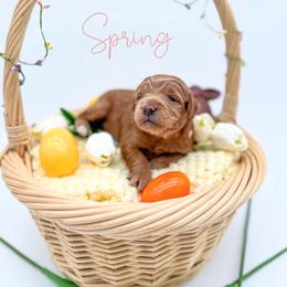 Spring - Red  female Goldendoodle puppy in Wooster, Ohio from Cynology Doodles