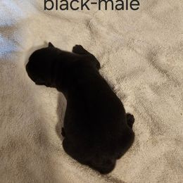 Boy 2 - Black male Chinese Shar-Pei puppy in Kingsport, Tennessee from Wrinkle Babies