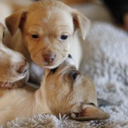 Chihuahuas and Poodles from PNW PAWS