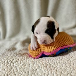 American Staffordshire Terrier Puppies from Tradewind American Staffordshire Terriers