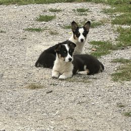 Pembroke Welsh Corgi All Grown Up from Newton Hay & Cattle