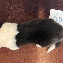 Collie Puppies from A/K Rough Collies