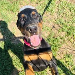 Nyx - Black and rust female Doberman Pinscher puppy in Winchester, Ohio from 32 Farms