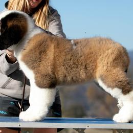 Saint Bernard Puppies from Southern Giants