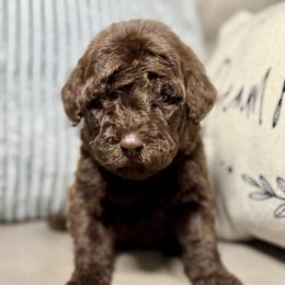 Lotus - Chocolate female Goldendoodle puppy in Lake City, Florida from Dream Hollow Farm