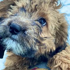 Whoodle puppies from Whoodles of the Valley