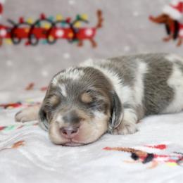 Girl 3 - female Dachshund puppy in Raleigh, North Carolina from McLovin Doxies