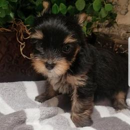 Tootsie - Black and tan female Yorkshire Terrier puppy in Hot Springs, Arkansas from Kimberly's Lovable Littles
