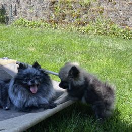 Mama - Pomeranian