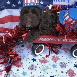 Henry - Brown male Cockapoo puppy in Connersville, Indiana from MoonShine Babies