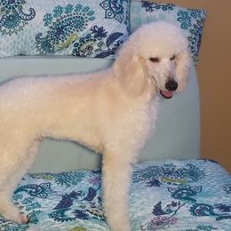 Poodle Puppies from Standard Hearts