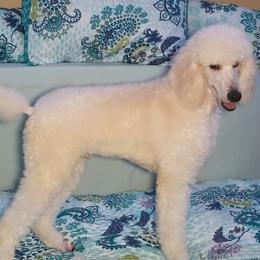 Poodle Puppies from Standard Hearts