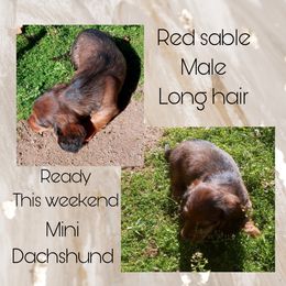 Darker red male - Red Dachshund puppy in Perris, California from Doxie_pupps