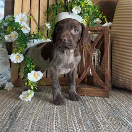 Taffy - Liver roan female German Shorthaired Pointer puppy in Ulen, Minnesota from North Wind Gundogs