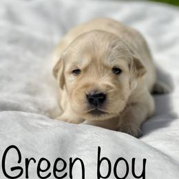 Golden Retriever Puppies from All shades Golden